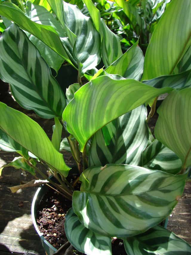 Freddie Calathea