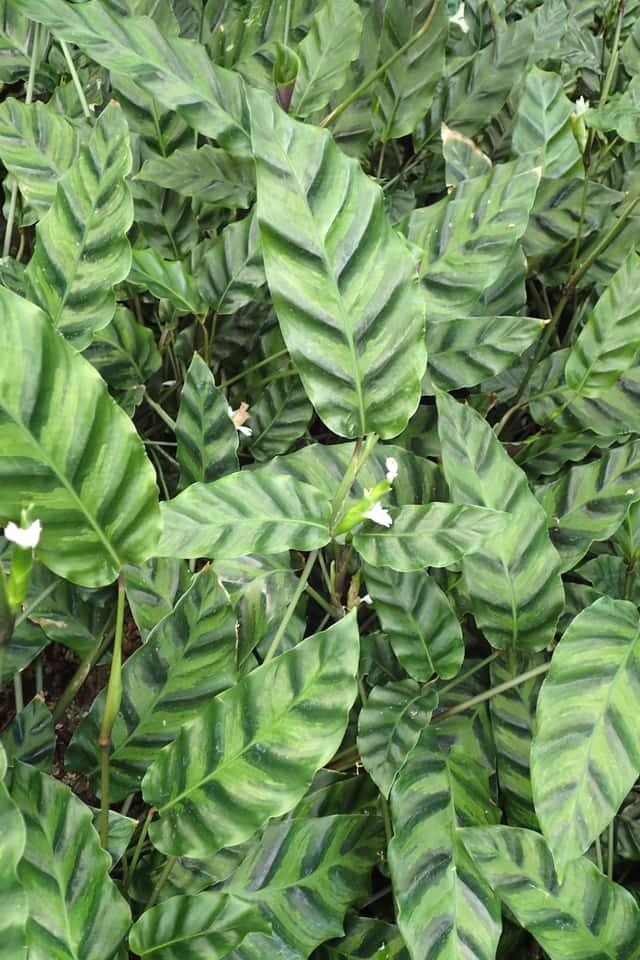 Tai ilu-kalatea