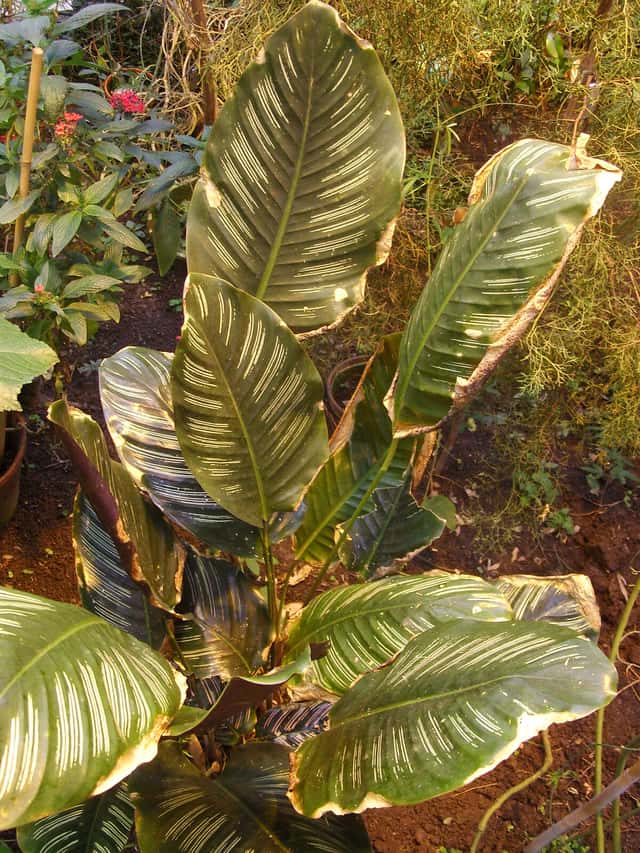 Calathea Estrella Blanca