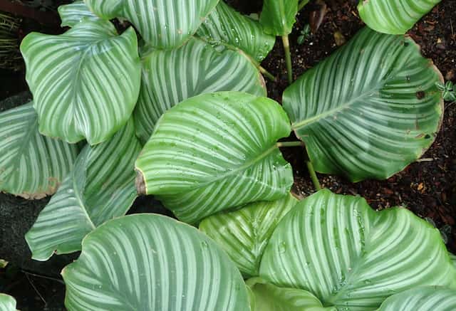 Round-leaf Calathea