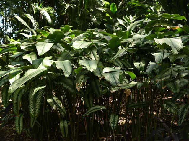 Calathea ornata