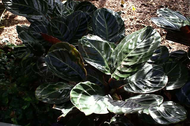 Rose Painted Calathea