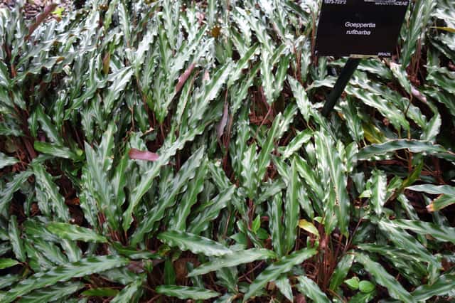 Furry Feather Calathea
