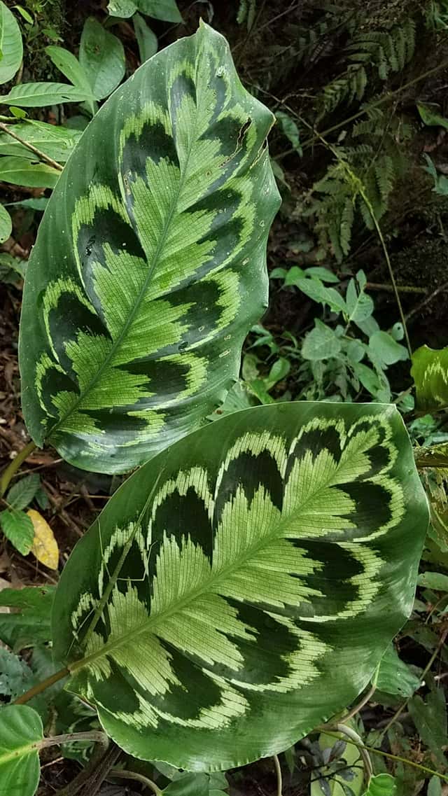 Calathea Medalhão