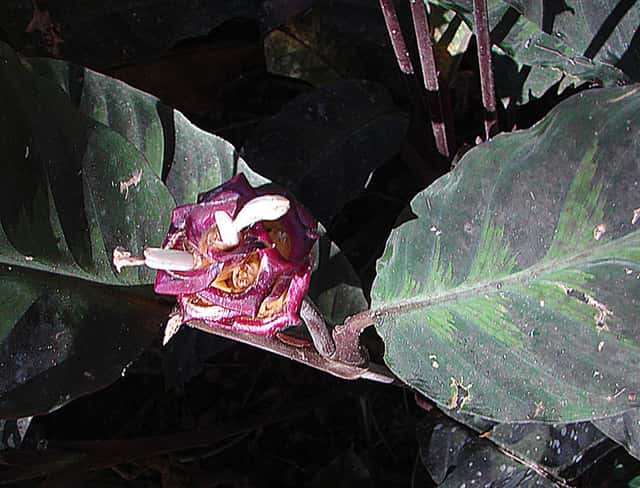 Calateia-veludo