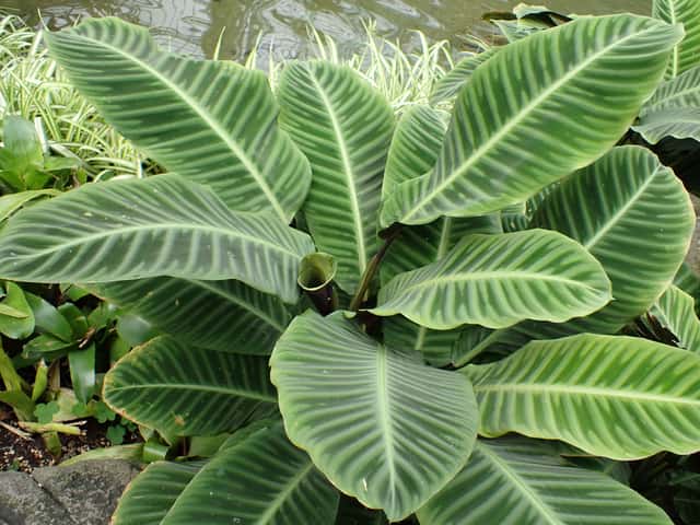 Zebra Plant