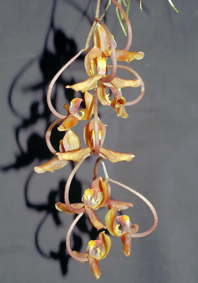 Gongora