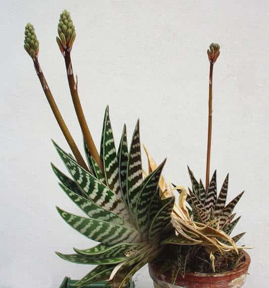 Tigrova aloja