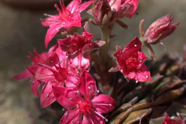 Flor-de-chihuahua