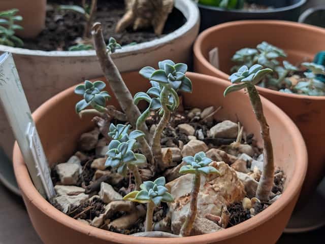 Graptópetalo