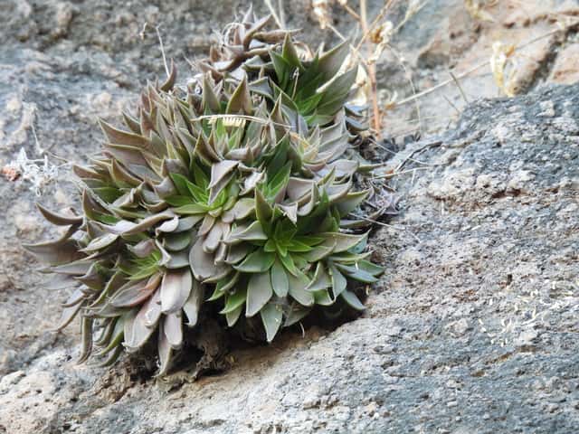 Graptopetalum rusbyi