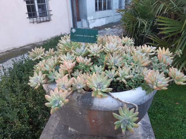 Graptosedum Francesco Baldi