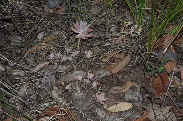 Graptosedum Ghosty