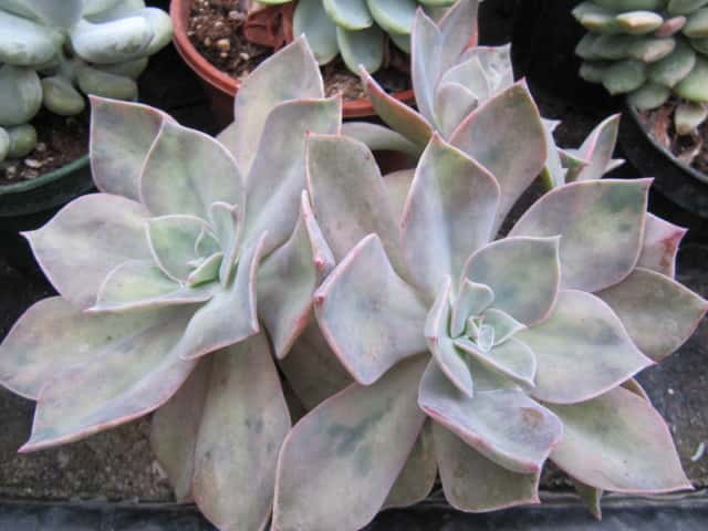 Graptoveria
