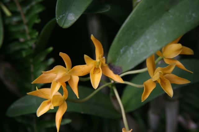Cattleya naranja