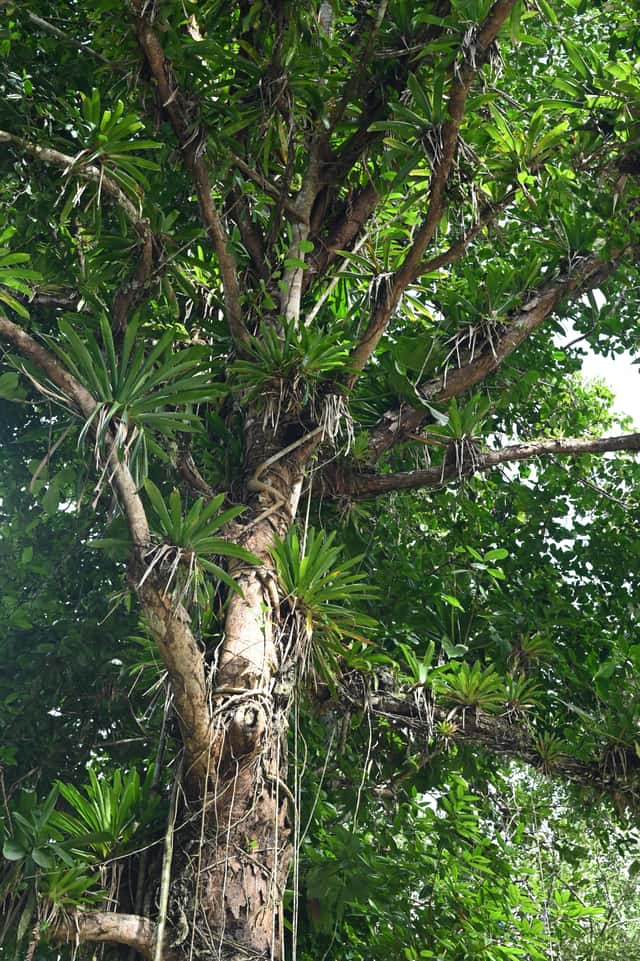 Guzmania