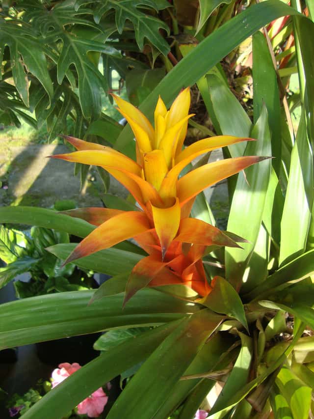 Guzmania