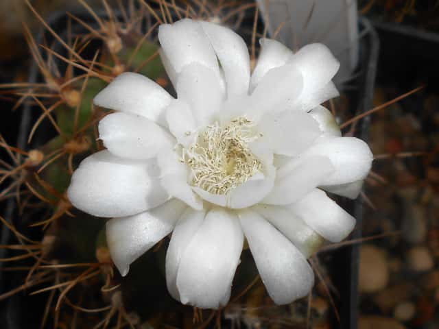 Cactus Mentón