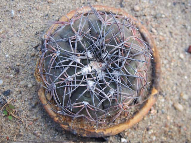 Cacto-queixo-de-pflanz