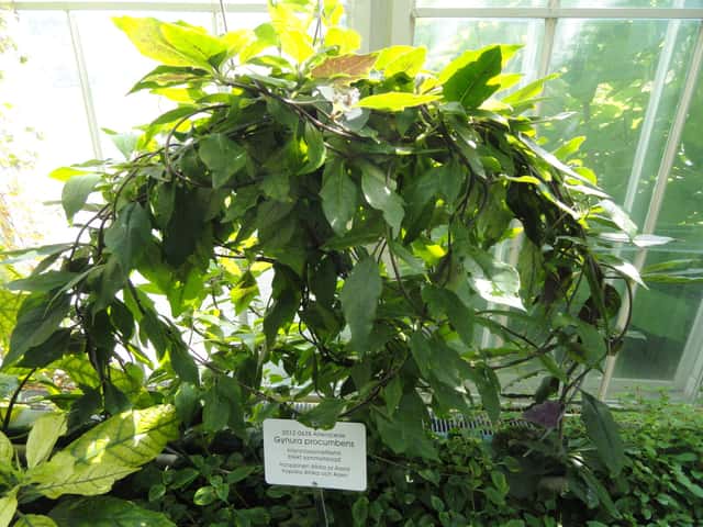 Gynura procumbens