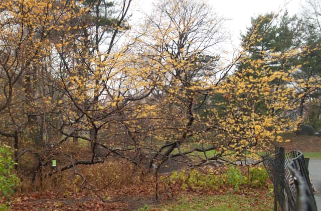 American witch-hazel