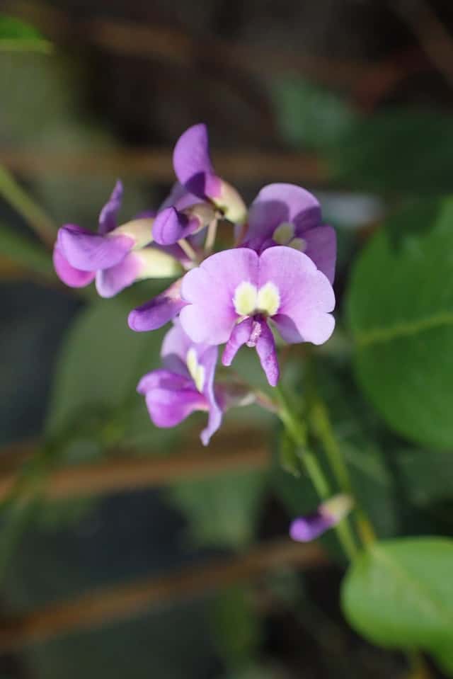 Purple Coral Pea