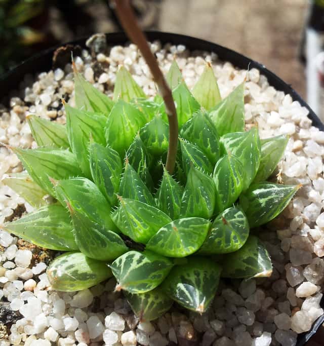 Haworthia de Cooper