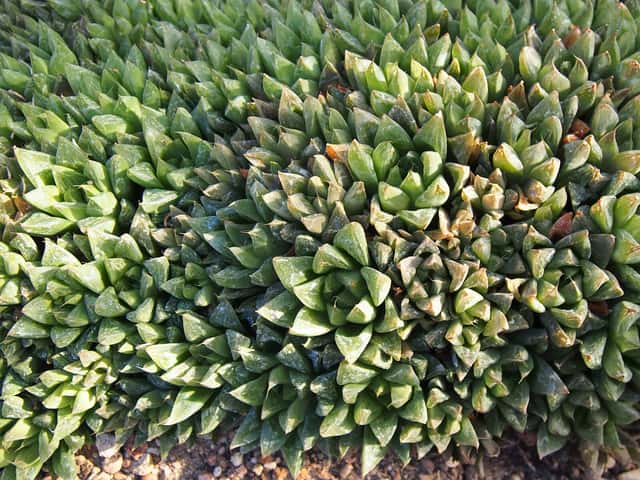Haworthia Janela-de-Catedral
