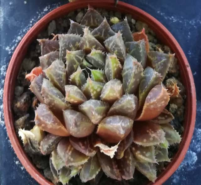 Haworthia-maravilhosa