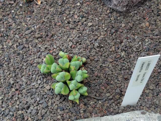 Haworthia-zebra