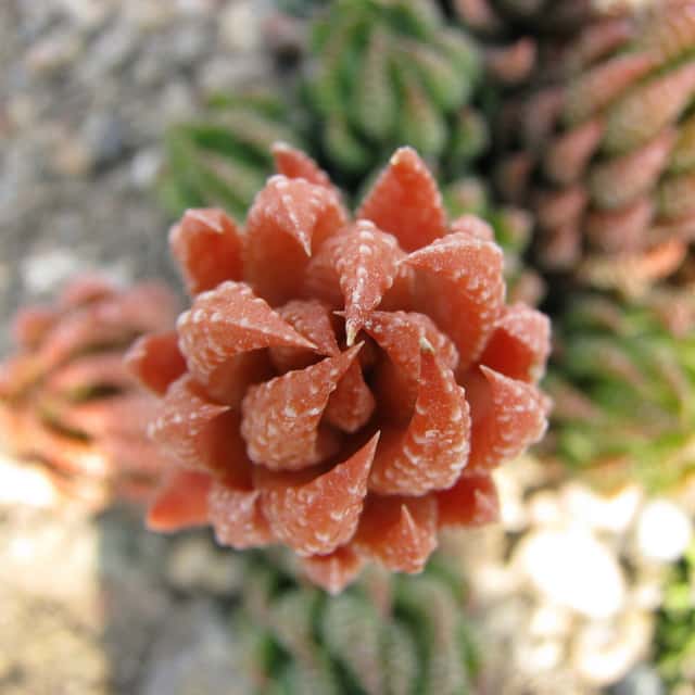Zebra Wart