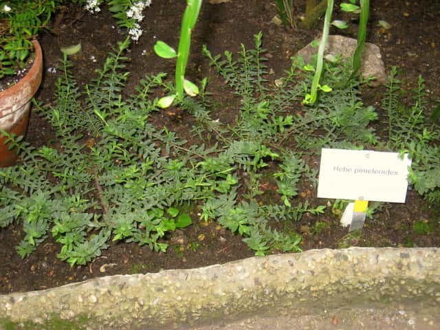 Hebe 'Quicksilver'