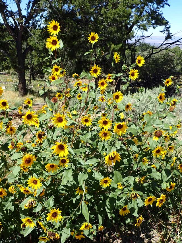 Prairie Sunflower