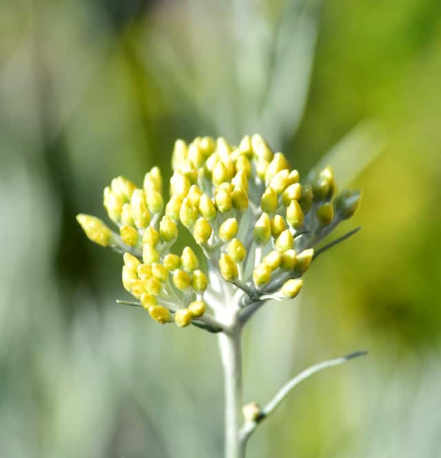 Curry Plant