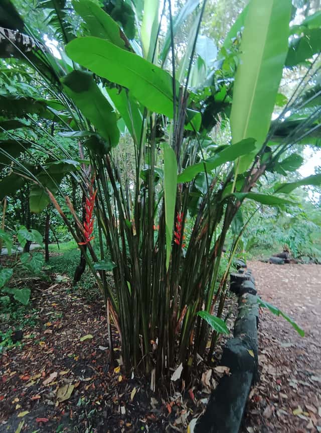 Heliconia