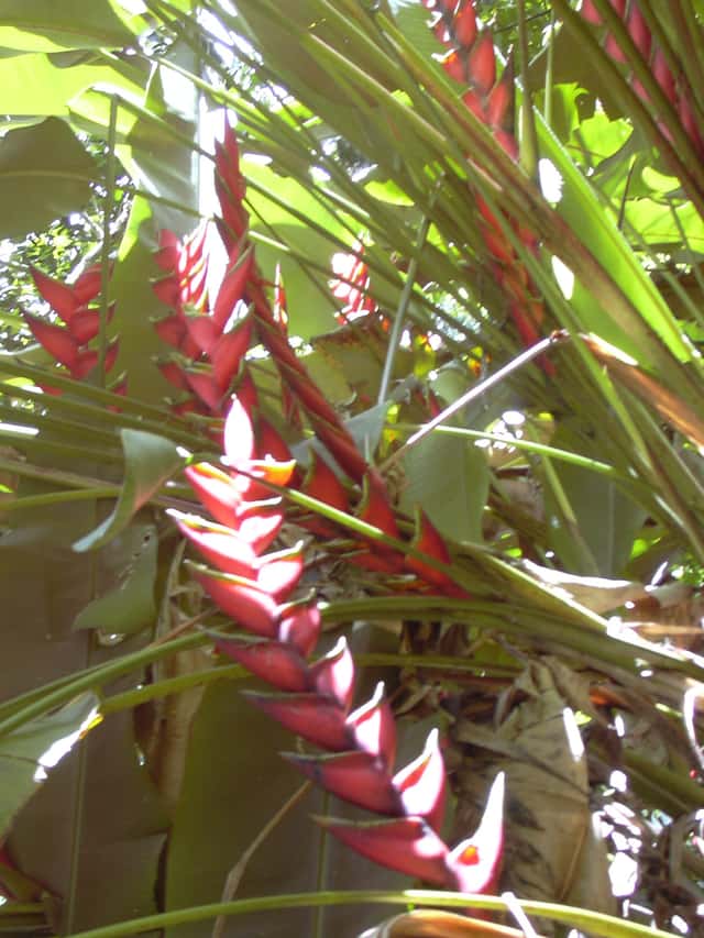 Heliconia