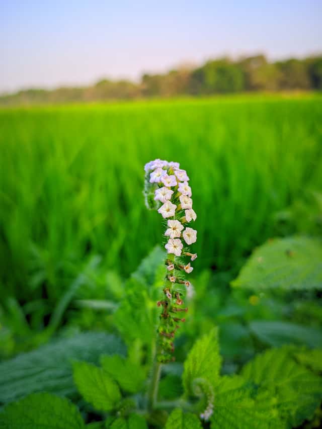 Indian Heliotrope