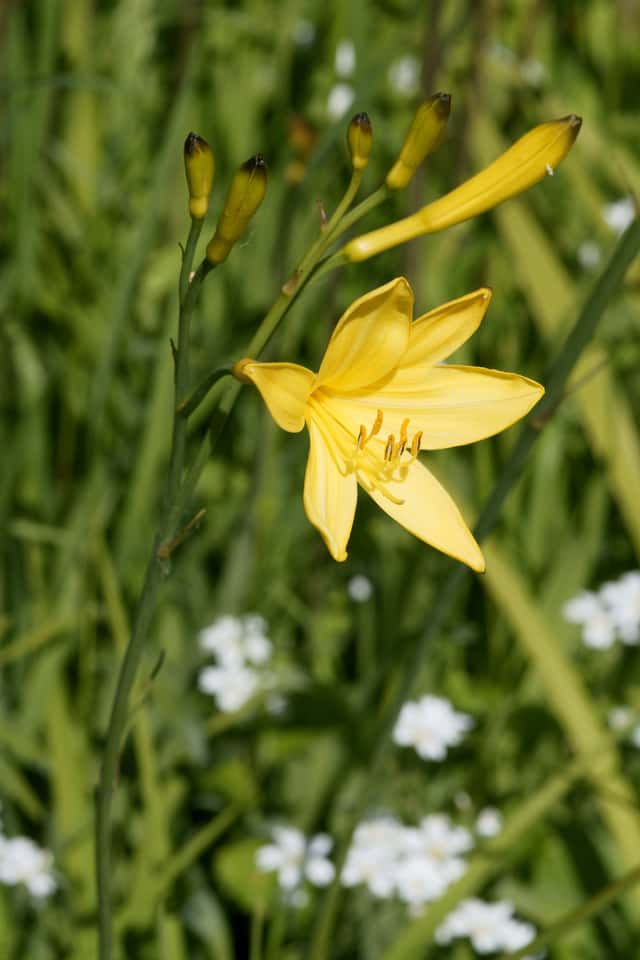 Orange daylily