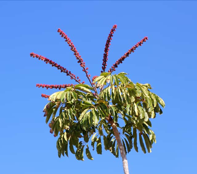 Umbrella Tree