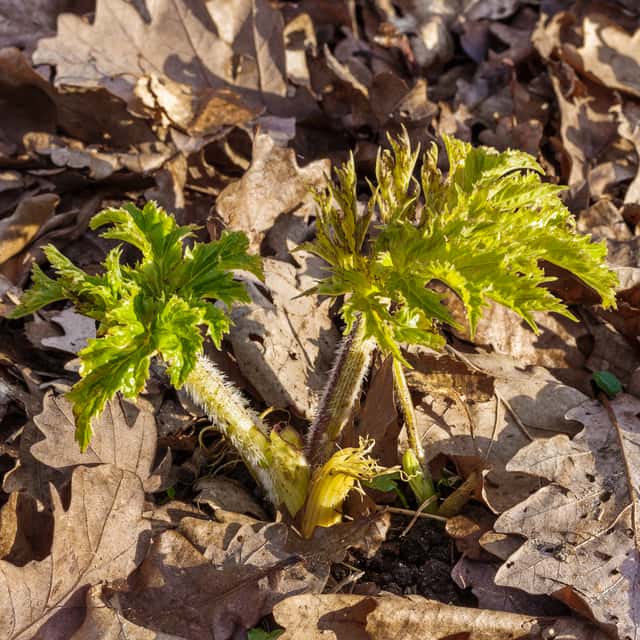 Common Hogweed