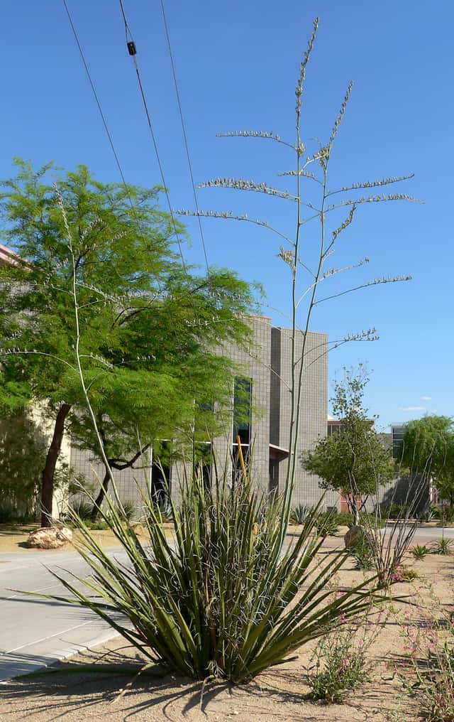 Giant Hesperaloe