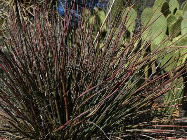 Red yucca