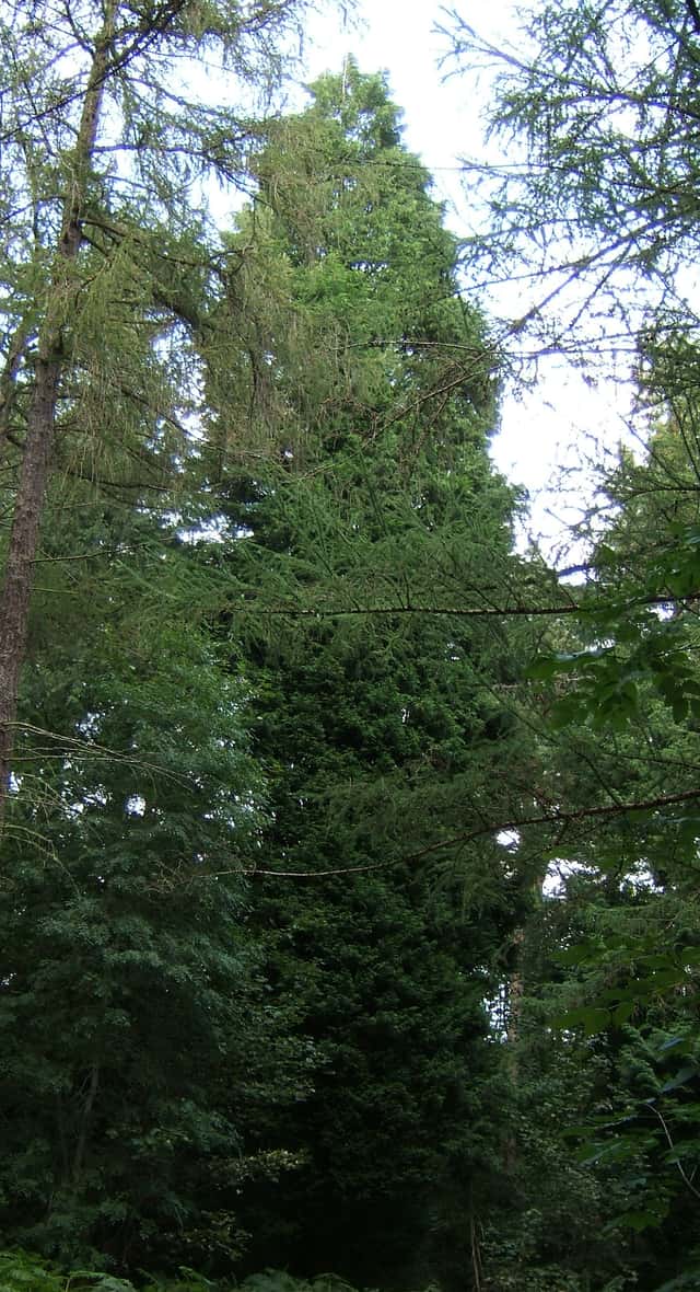 Leyland cypress