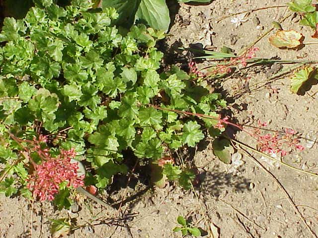 Campânula-de-Coral