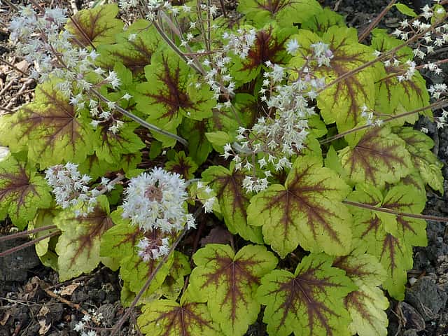 Heucherella