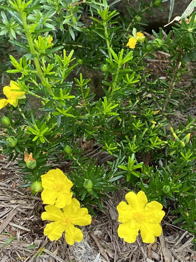 Hibbertia