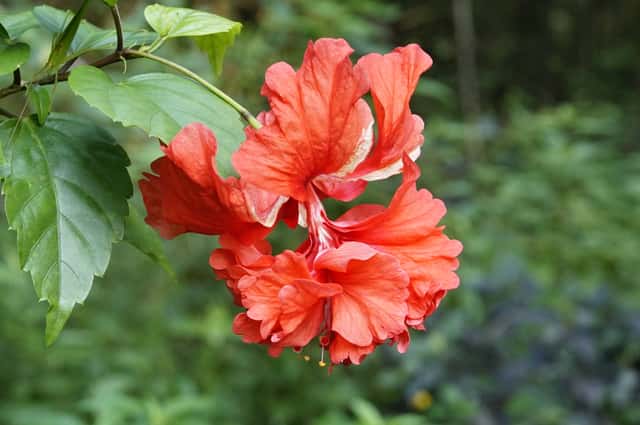 Chinese Hibiscus
