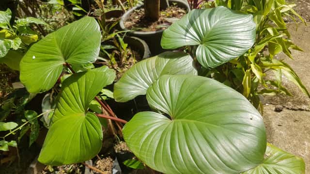 Homalomena rubescens