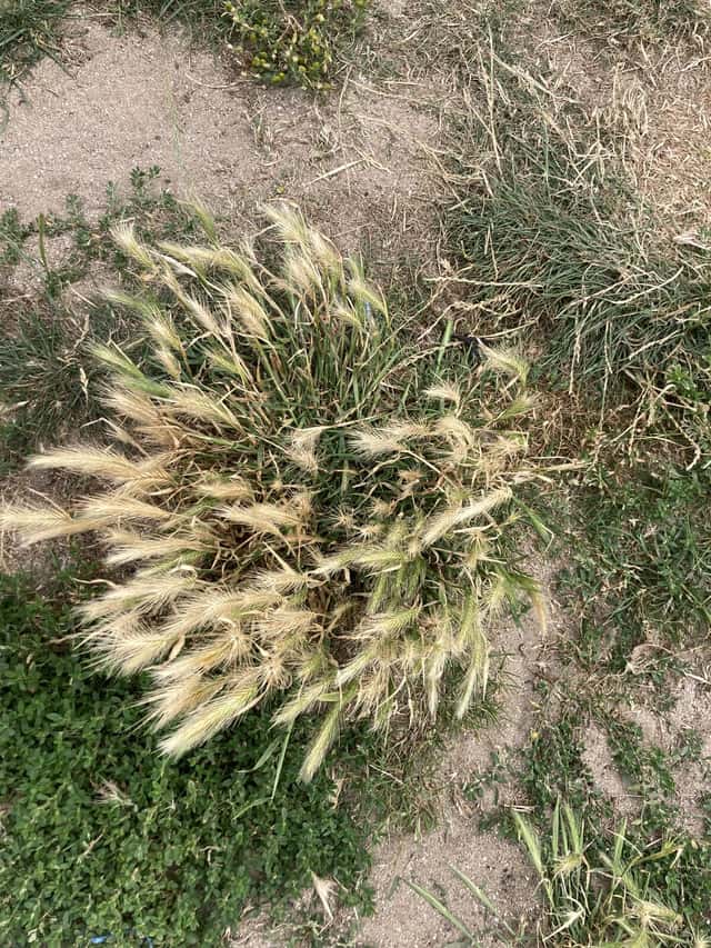 Cebadilla