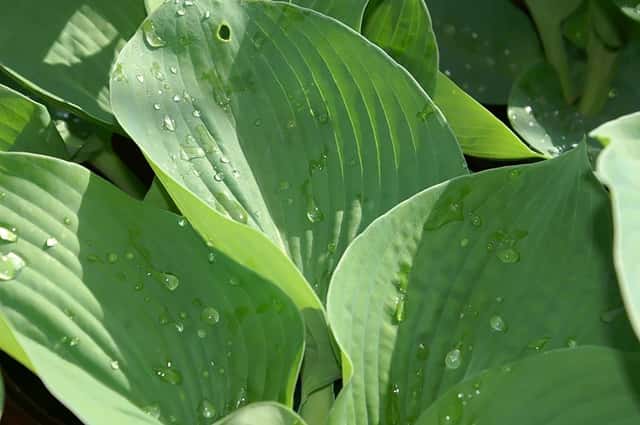 Siebold's Hosta